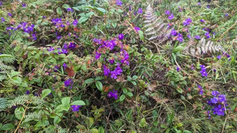 Five-petalled purple Chaetogastra flowers with curved stamens grow above rough, strongly veined opposite leaves.