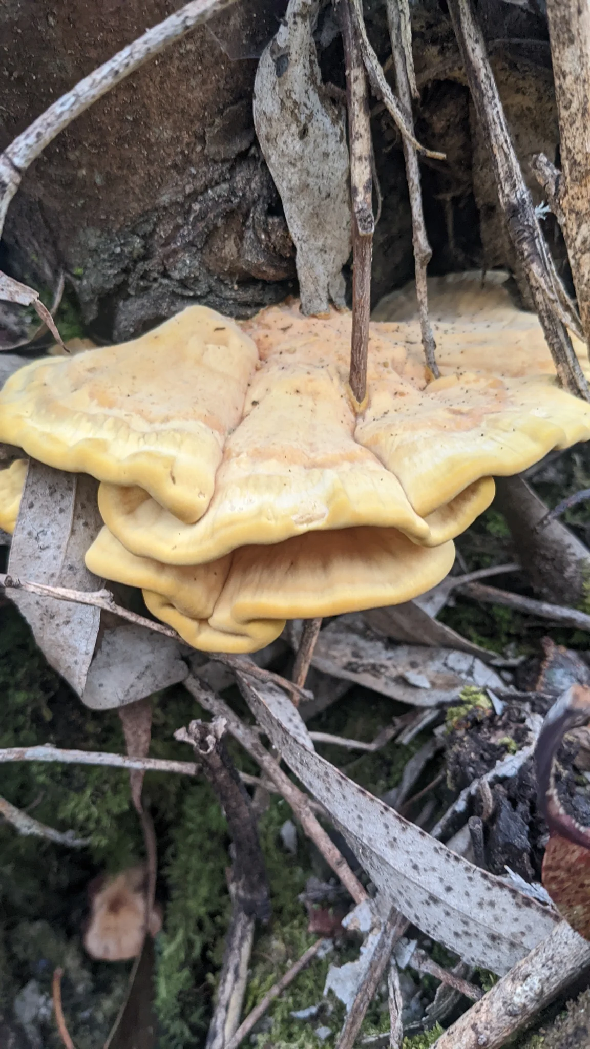 Bracket fungus on wood. Finer identification remains unconfirmed.