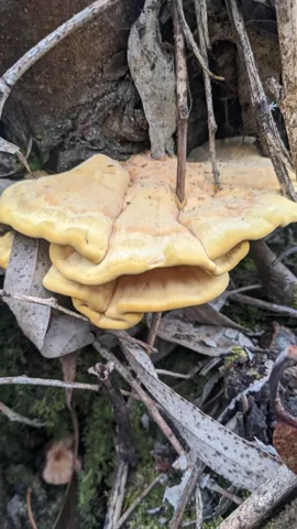 Bracket fungus on wood. Finer identification remains unconfirmed.