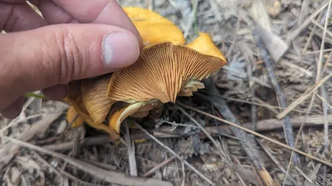 Hand holding a small orange mushroom cap. Finer identification remains unconfirmed.
