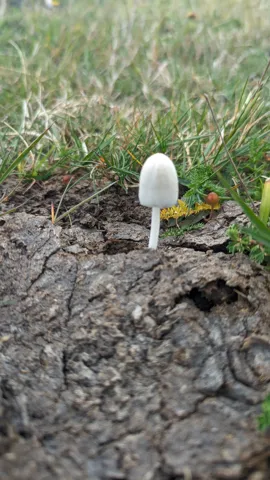 Small white mushroom on soil. Finer identification remains unconfirmed.