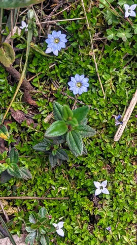Tiny blue Gentiana sedifolia flowers open close to the ground among a dense mat of small green leaves.