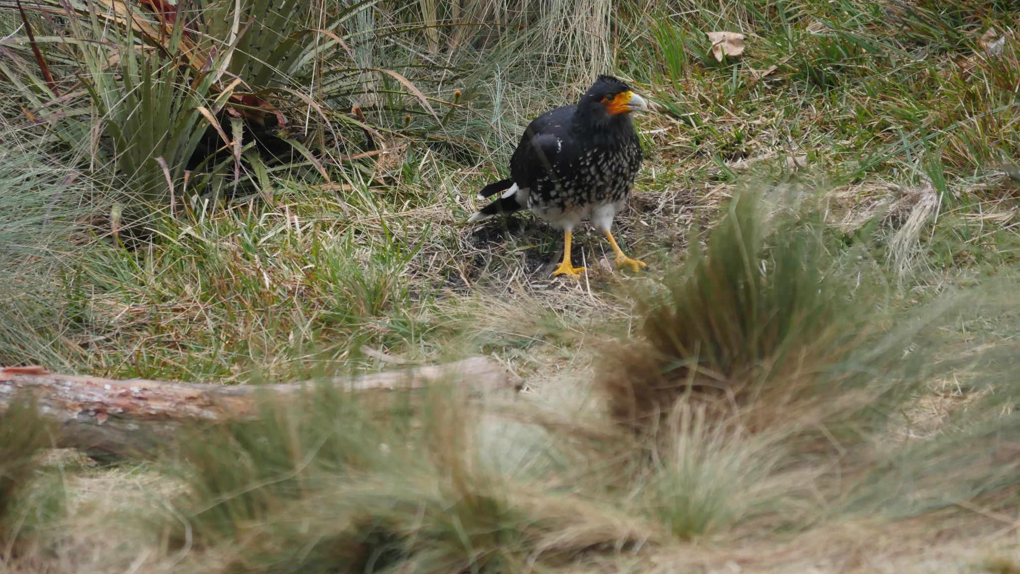 A caracara among the grasses
