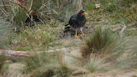 A caracara among the grasses