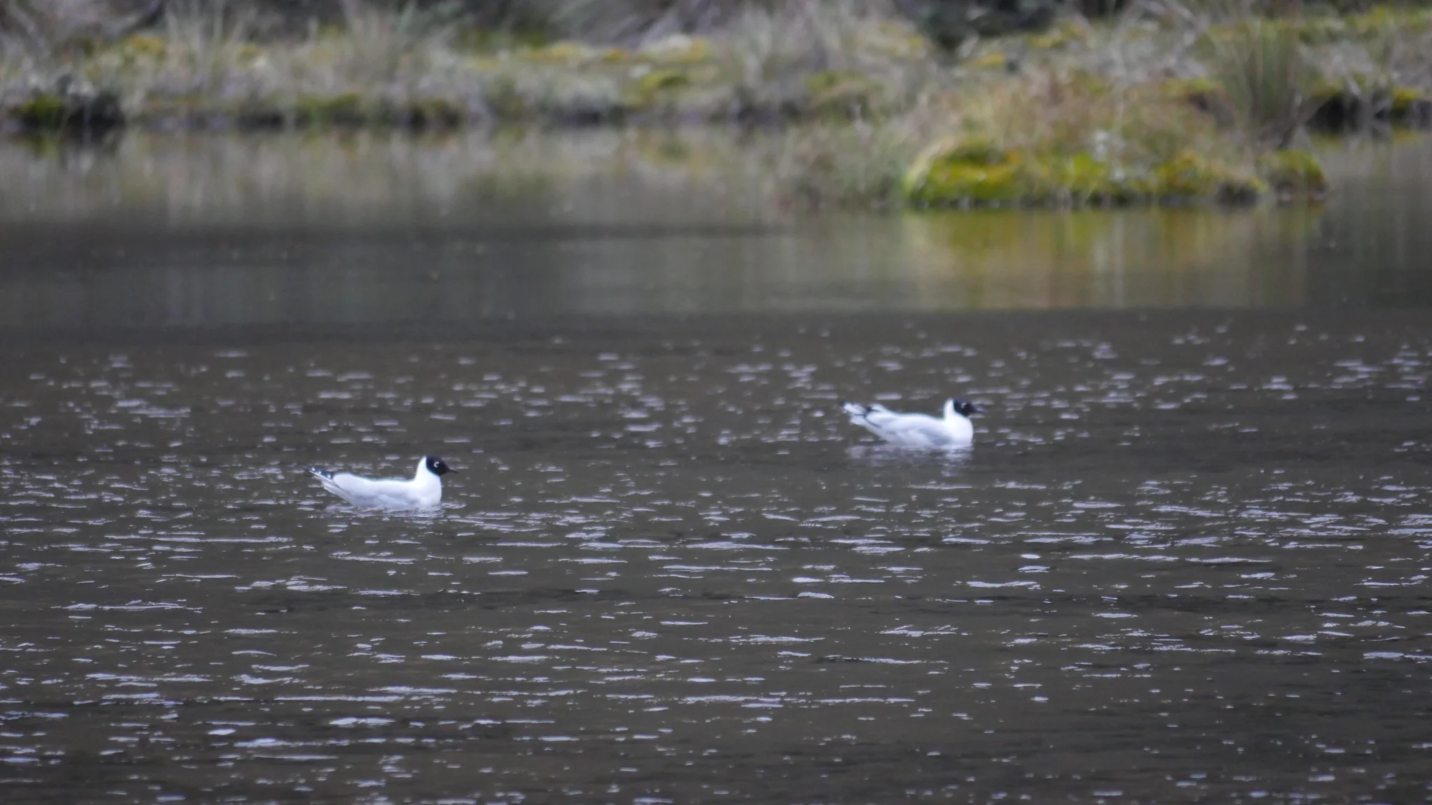 Two white waterbirds on quiet water. Finer identification remains unconfirmed.