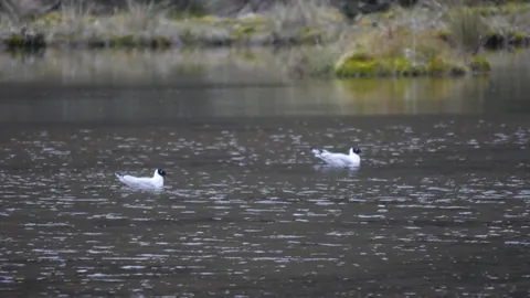 Two white waterbirds on quiet water. Finer identification remains unconfirmed.