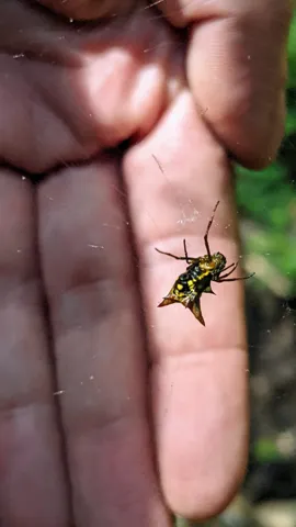 Small insect on fingers. Finer identification remains unconfirmed.