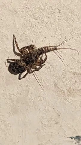 Spider and winged insect on a wall. Finer identification remains unconfirmed.