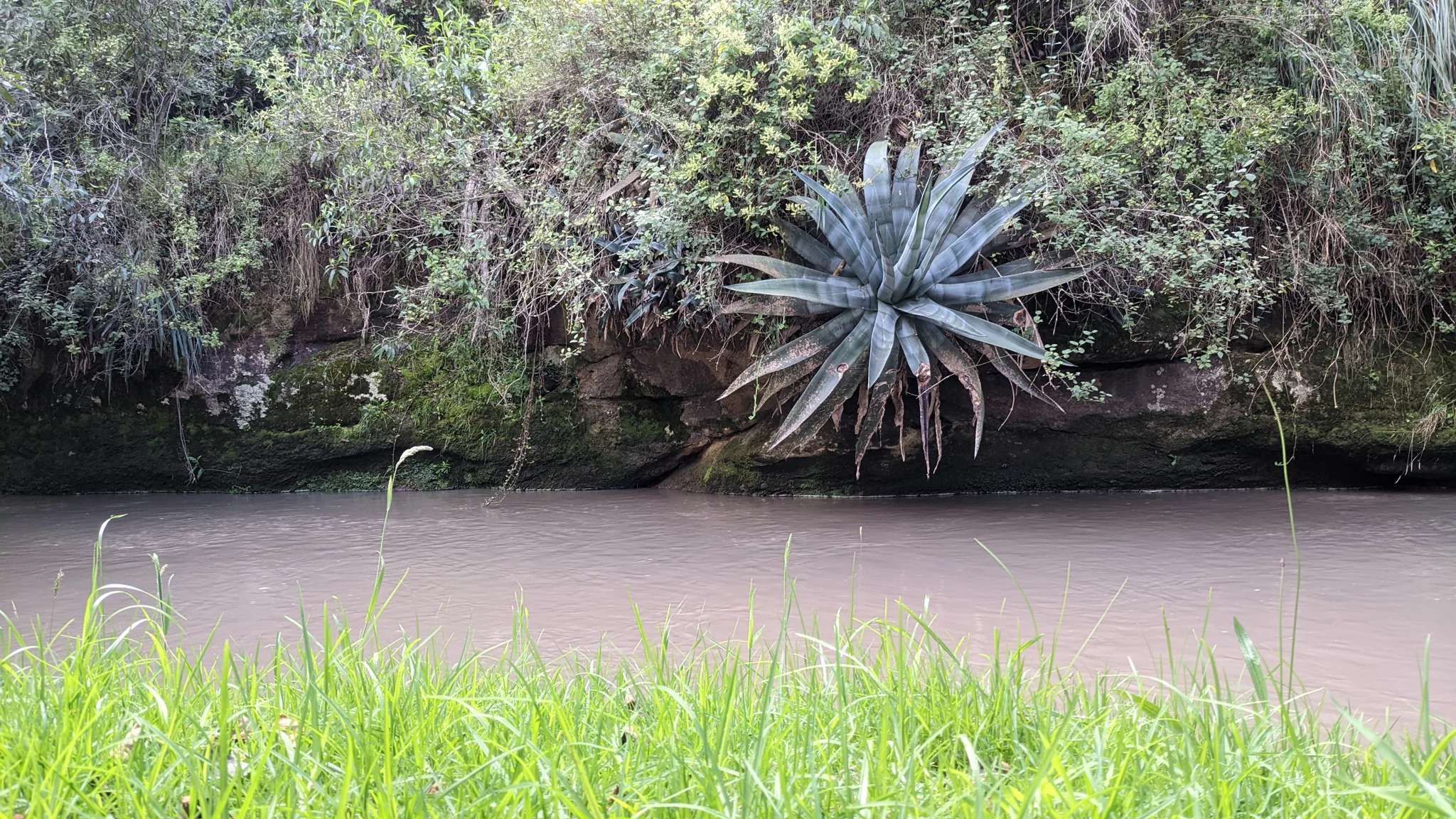 A large blue-green Agave rosette grows from a rocky bank above brown water, its stiff pointed leaves surrounded by dense shrubs.