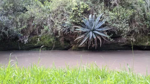 A large blue-green Agave rosette grows from a rocky bank above brown water, its stiff pointed leaves surrounded by dense shrubs.