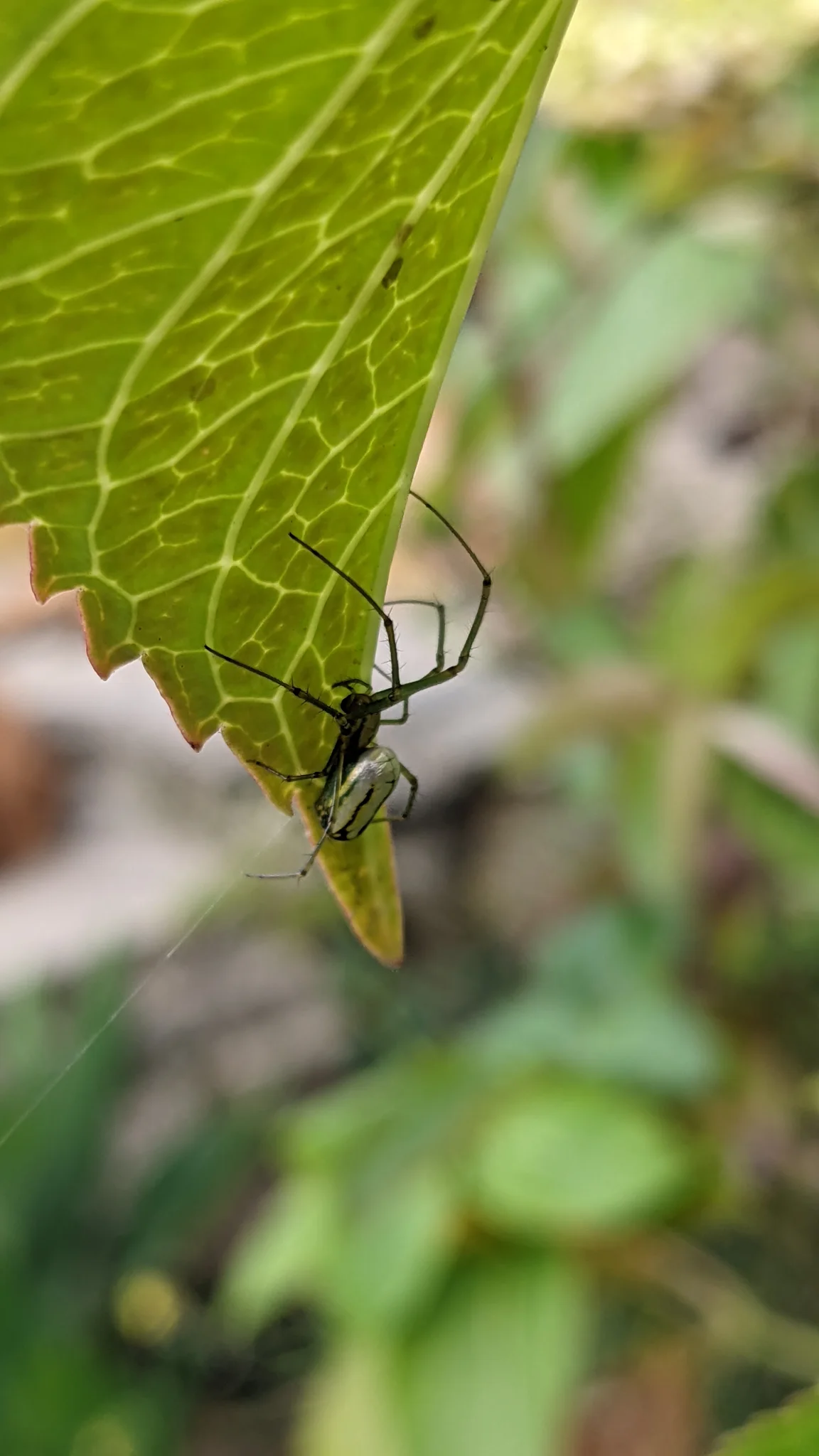 Insect on green leaf. Finer identification remains unconfirmed.