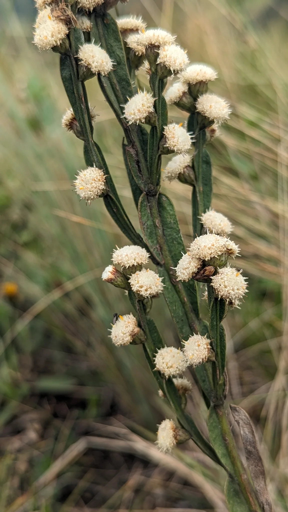 Small white Baccharis genistelloides flower heads grow along flattened, winged green stem segments.