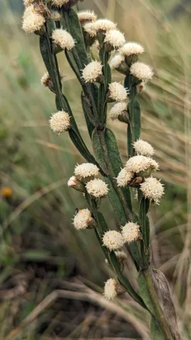 Small white Baccharis genistelloides flower heads grow along flattened, winged green stem segments.