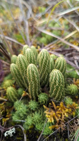Clustered Phlegmariurus clubmoss shoots branch repeatedly above páramo plants, with dense tiny leaves covering each stem.