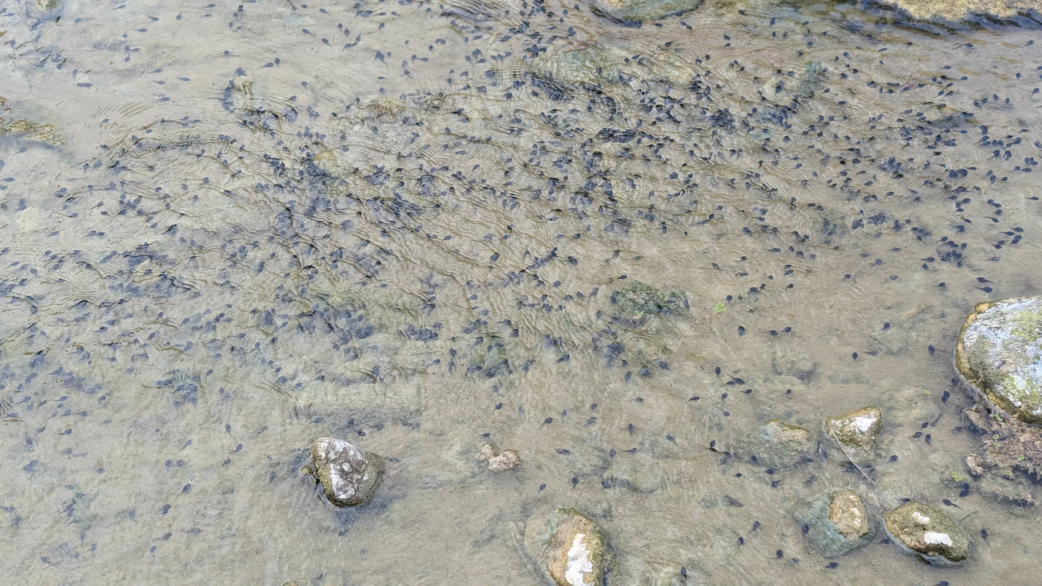 Tadpole-like larvae in shallow muddy water. Finer identification remains unconfirmed.