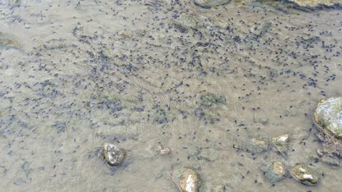 Tadpole-like larvae in shallow muddy water. Finer identification remains unconfirmed.