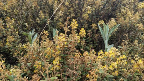 Miconia bears clusters of tiny pale flowers with yellow stamens above small opposite leaves with three strong veins.