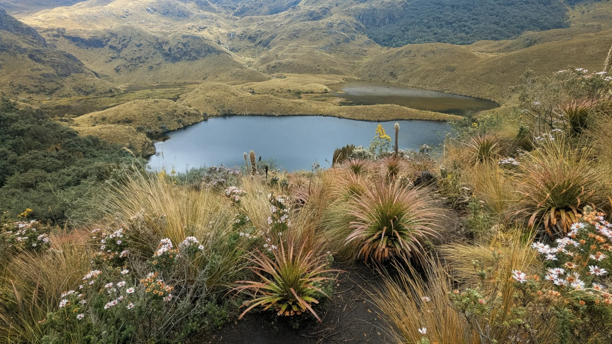 A lake framed by páramo rosettes