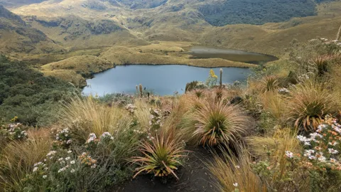 A lake framed by páramo rosettes