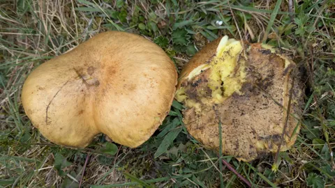 Brown Suillus mushrooms lie among grass and pine litter, with a yellow sponge-like pore surface visible on a damaged fruit body.