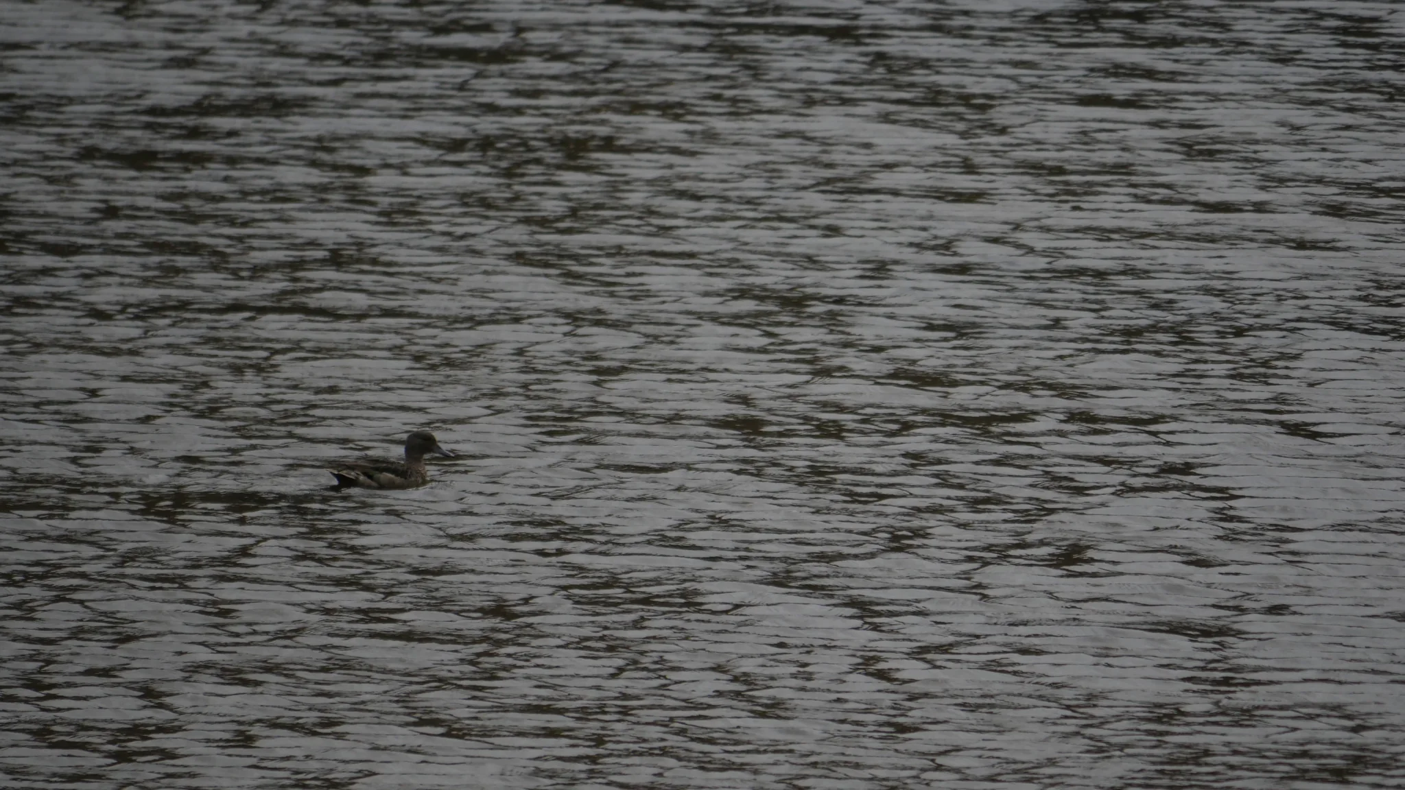 A small waterbird on rippled water