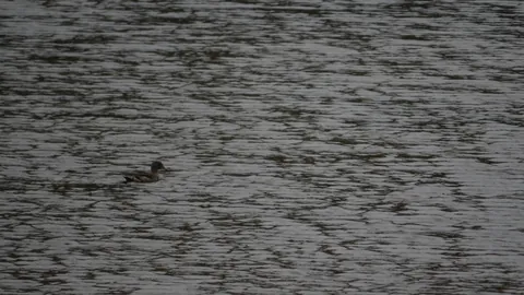 A small waterbird on rippled water