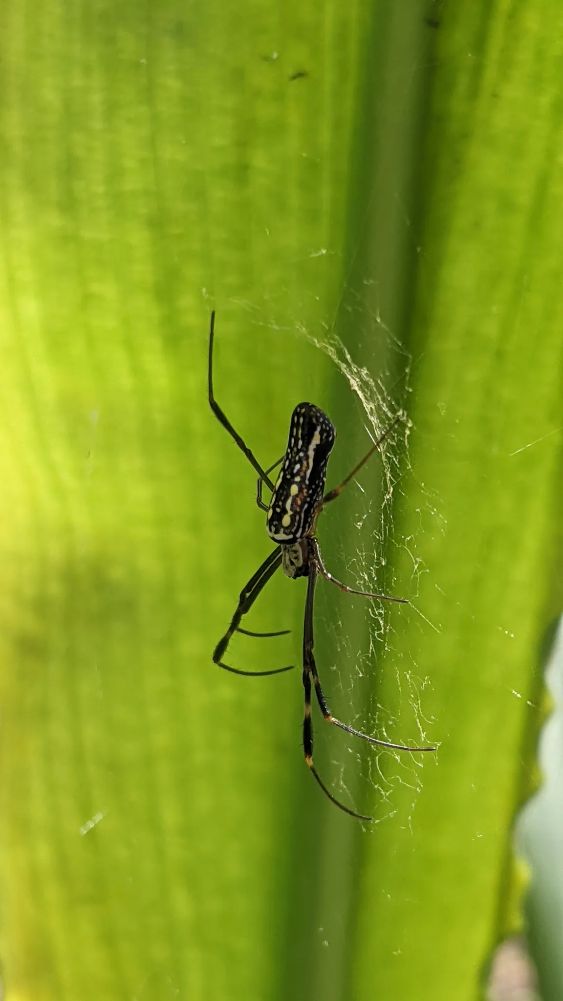 Small insect on green leaf. Finer identification remains unconfirmed.