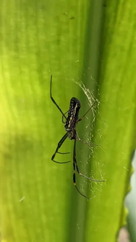 Small insect on green leaf. Finer identification remains unconfirmed.