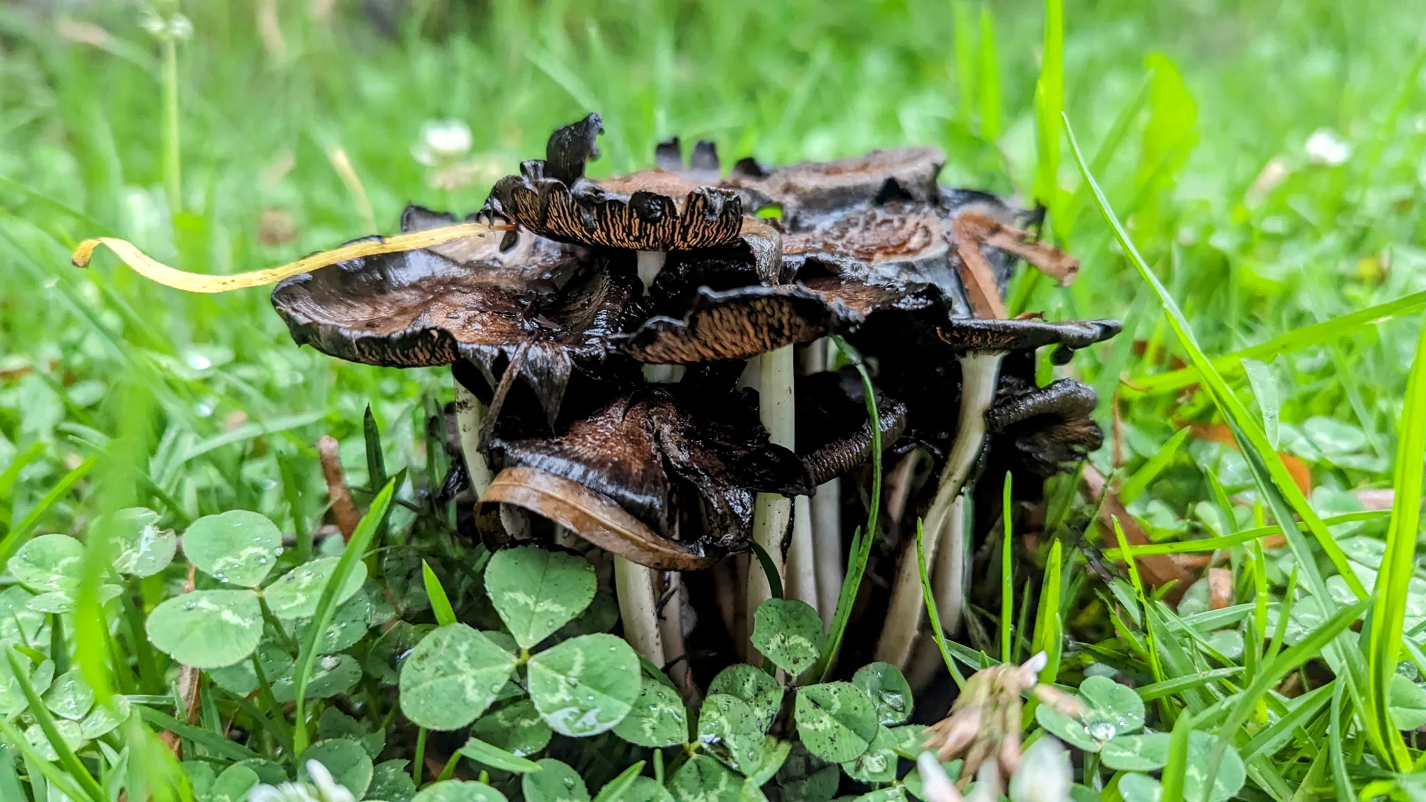 Dark fungi in green groundcover. Finer identification remains unconfirmed.