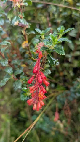 Red tubular flowers hang in a long raceme among wet leaves. Ribes is a tentative genus candidate.