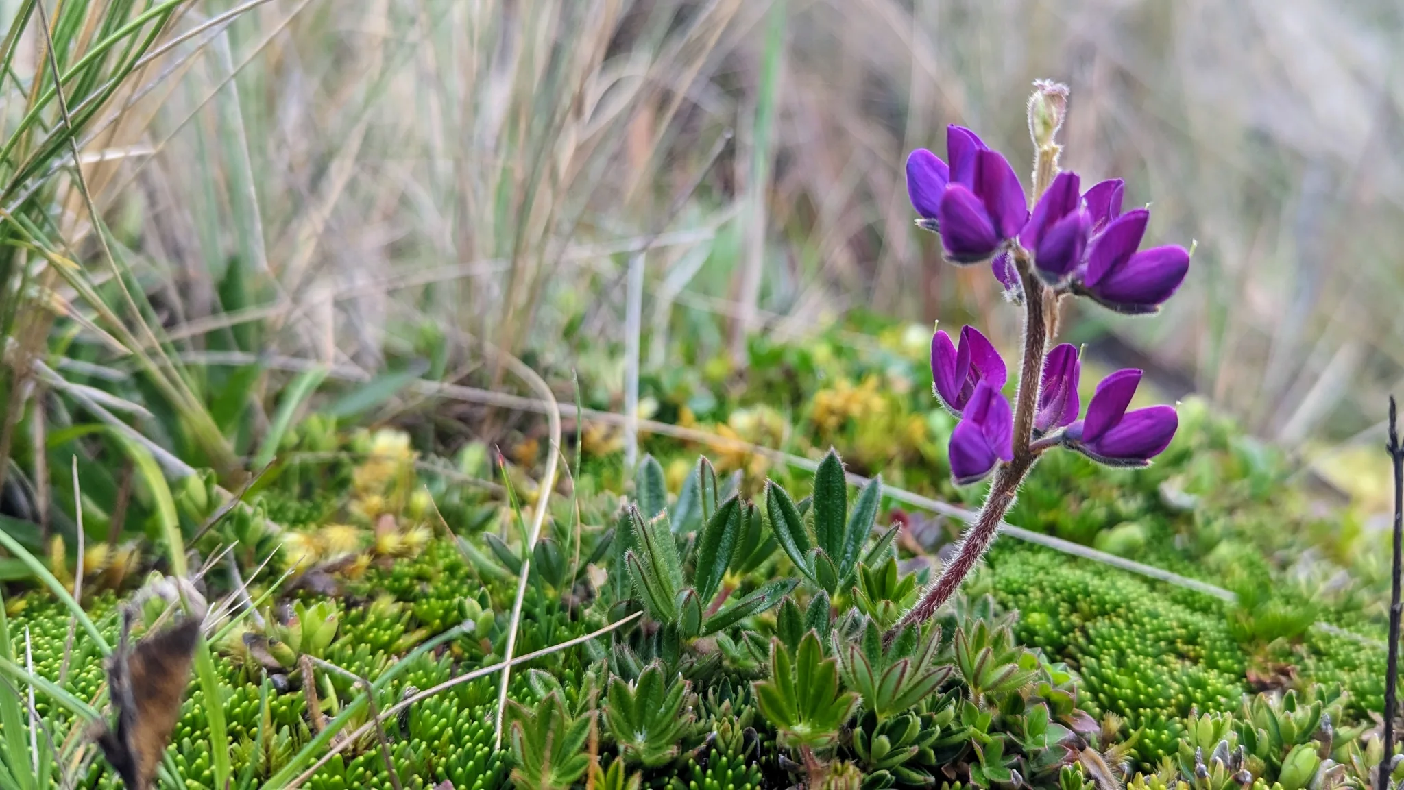 A purple flower above low plants