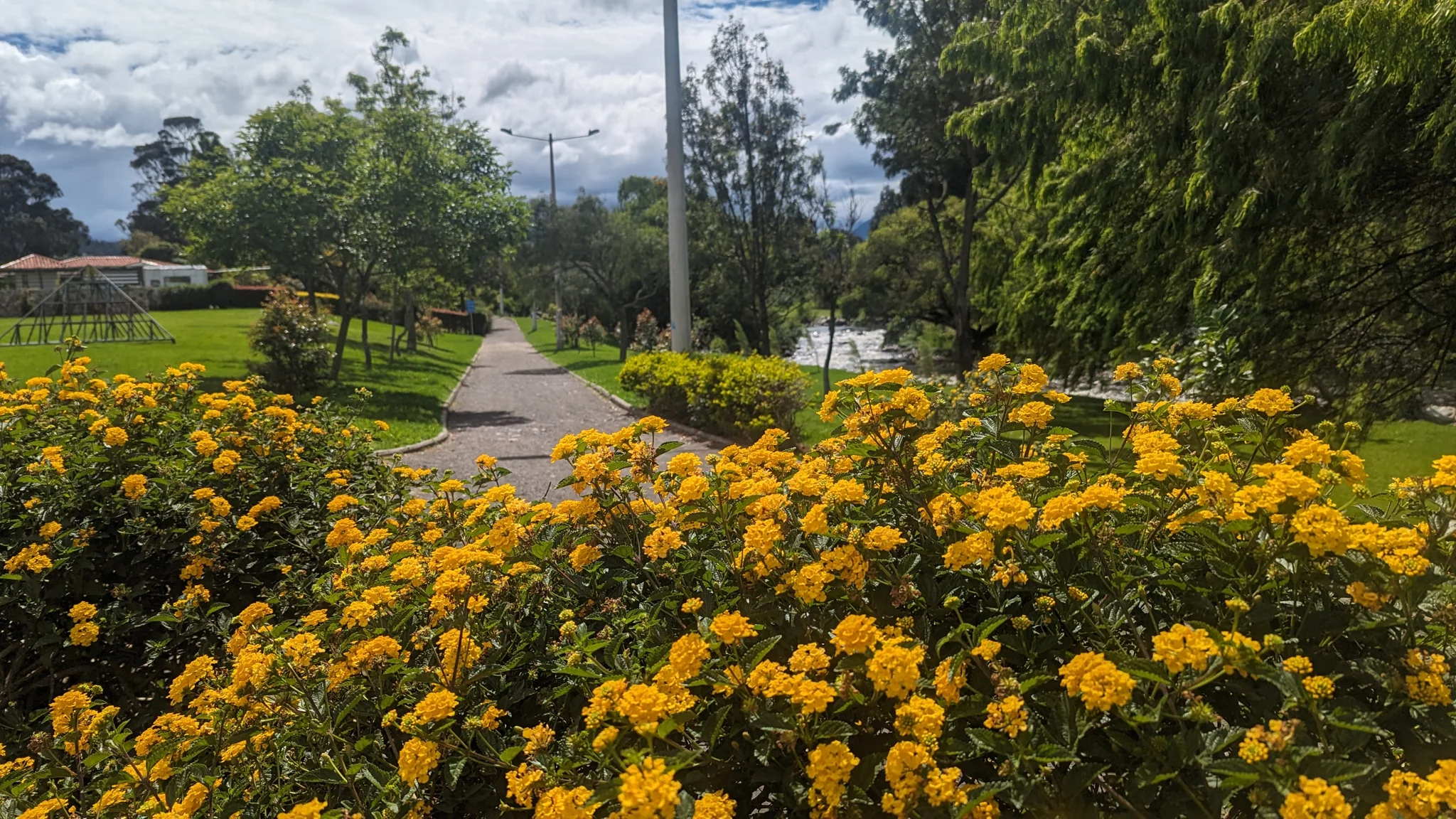 Dense heads of small yellow Lantana camara flowers bloom above rough, toothed green leaves in a planting bed beside trees and a street.