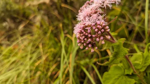 Clusters of small pink Ageratina flower heads rise above broad toothed opposite leaves among grasses.