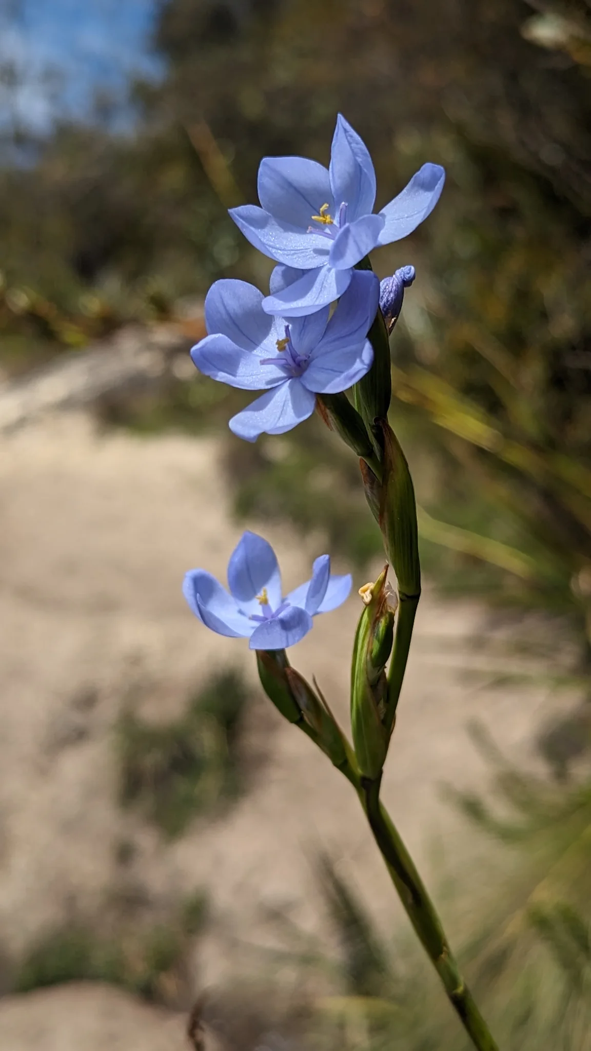 Blue flowers with golden centres