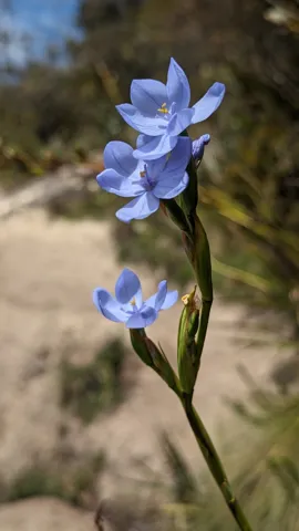 Blue flowers with golden centres