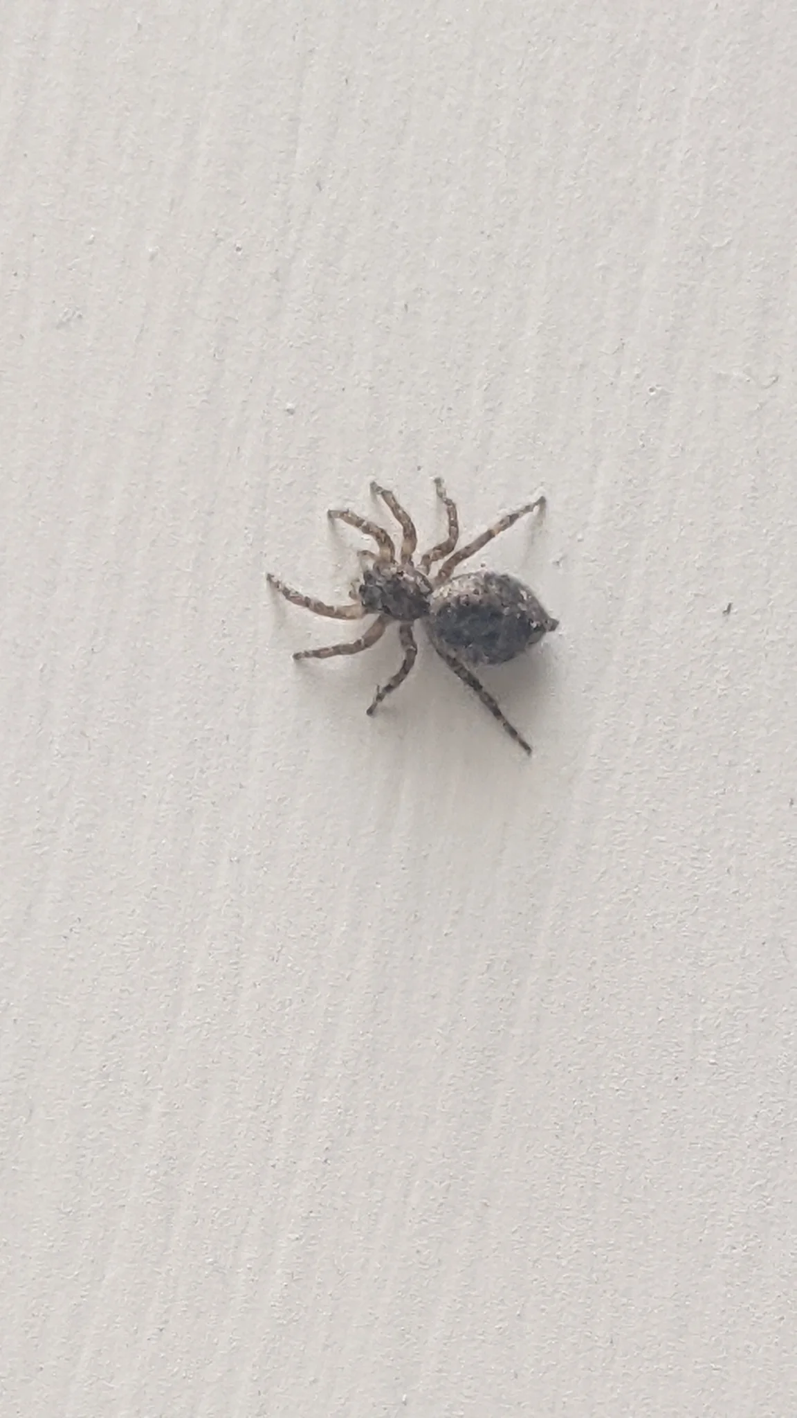 Small spider on wall. Finer identification remains unconfirmed.