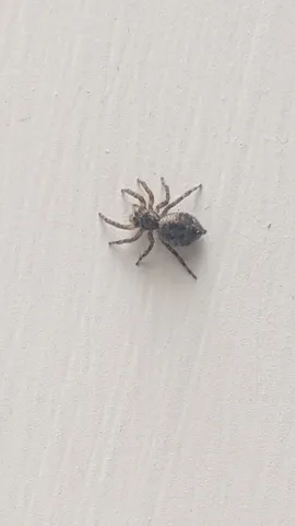 Small spider on wall. Finer identification remains unconfirmed.