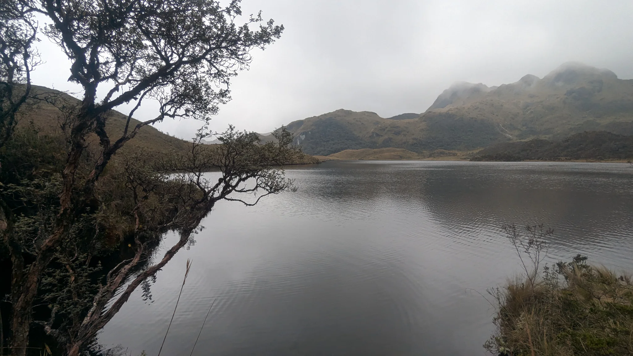 A still lake framed by a tree