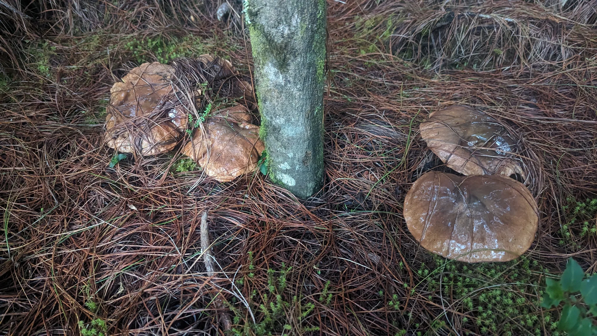 Brown mushrooms at the base of a tree. Finer identification remains unconfirmed.
