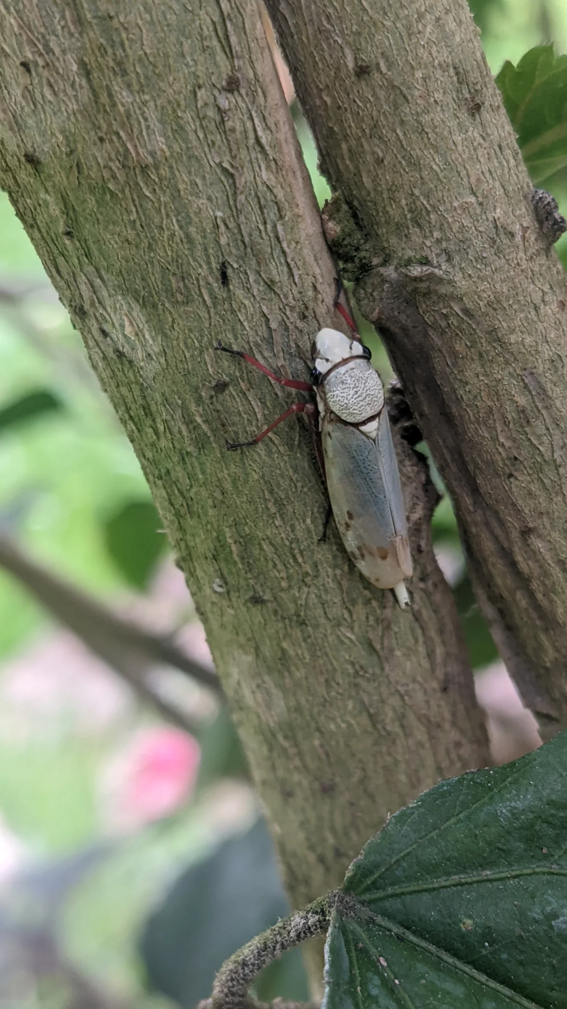 Insect on a tree trunk. Finer identification remains unconfirmed.