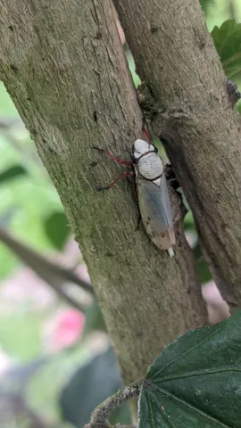 Insect on a tree trunk. Finer identification remains unconfirmed.