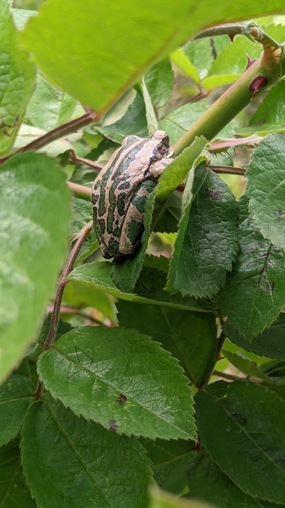 Insect on leafy stem. Finer identification remains unconfirmed.