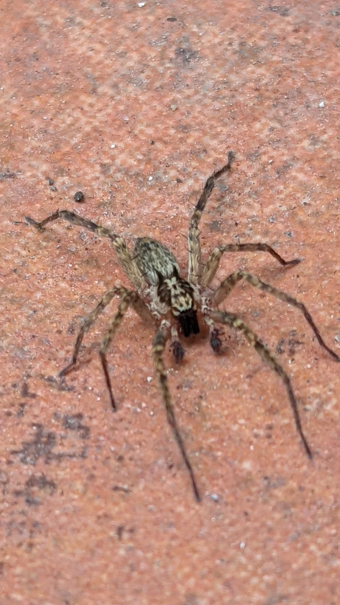 Spider-like arthropod on wall. Finer identification remains unconfirmed.
