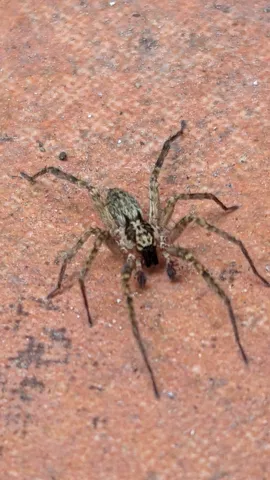 Spider-like arthropod on wall. Finer identification remains unconfirmed.