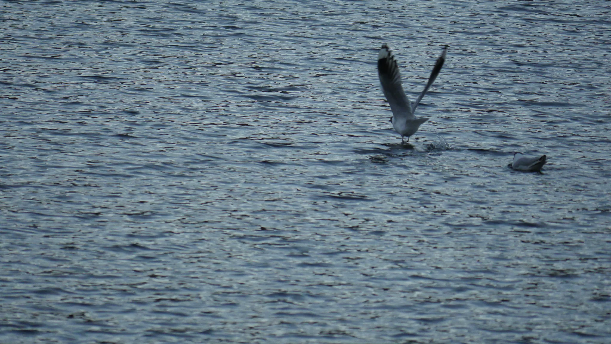 Wings above the lake surface