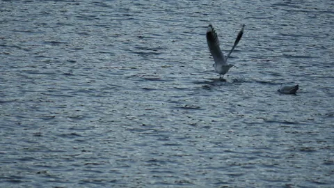 Wings above the lake surface
