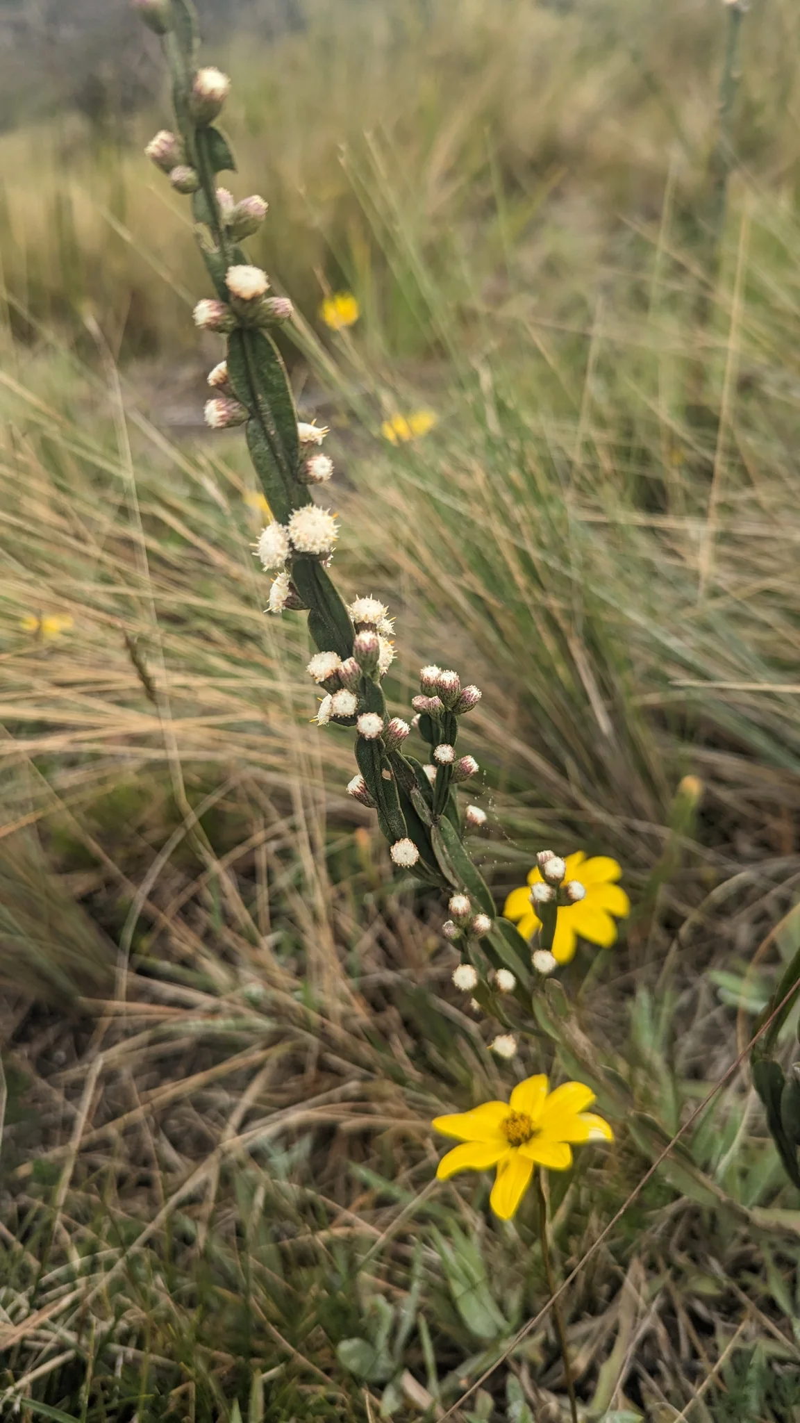 Small yellow flower on a tall stem. Finer identification remains unconfirmed.
