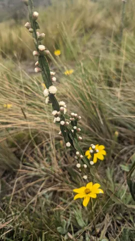 Small yellow flower on a tall stem. Finer identification remains unconfirmed.