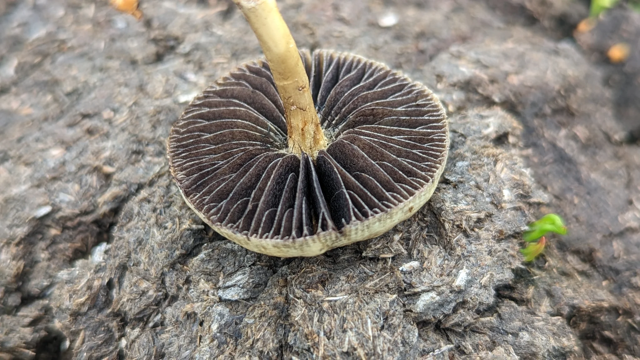 Mushroom gills on a rock. Finer identification remains unconfirmed.