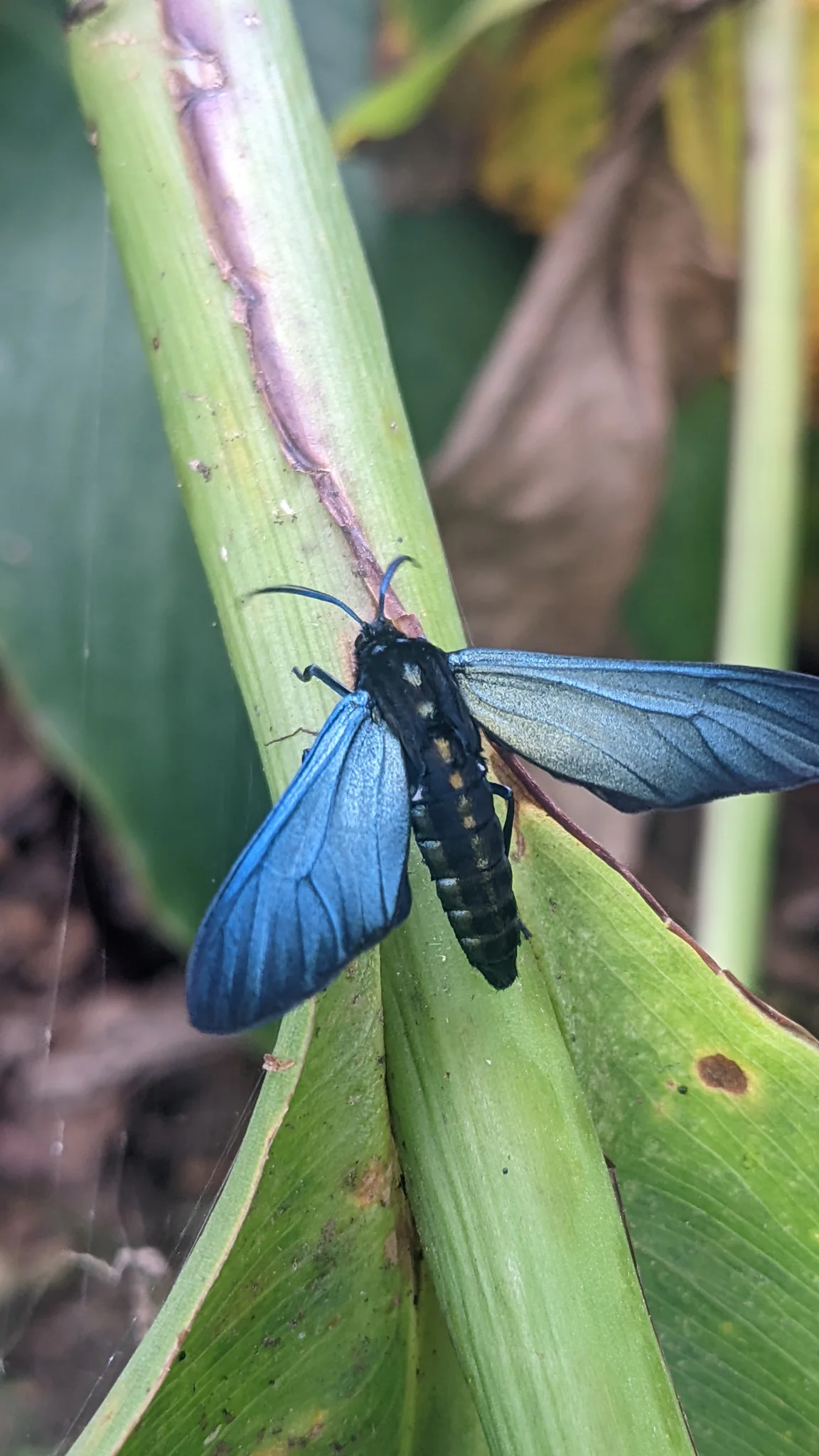 Blue-winged damselfly on a leaf. Finer identification remains unconfirmed.